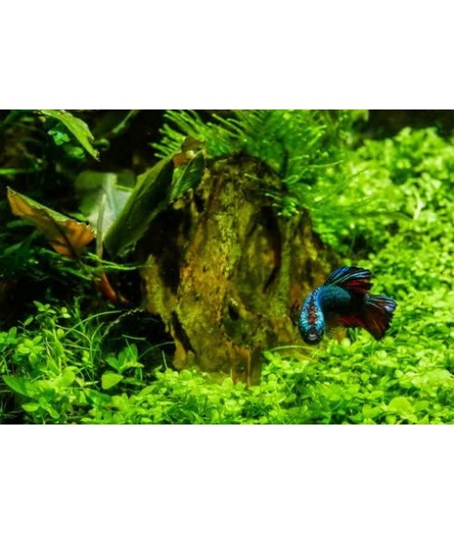 3X Micranthemum Monte Carlo Pots Easy Live Aquarium Plants