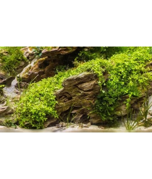 3X Micranthemum Monte Carlo Pots Easy Live Aquarium Plants