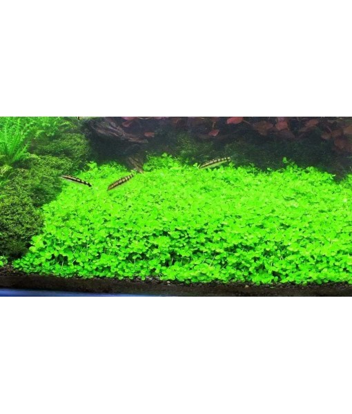 3X Micranthemum Monte Carlo Pots Easy Live Aquarium Plants