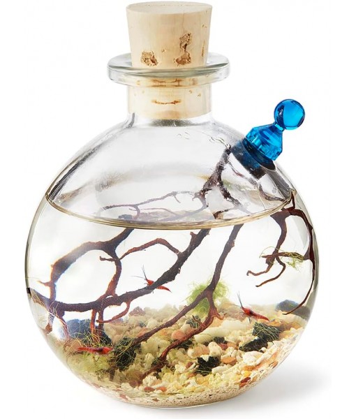 Self-Sustaining Ecosystem - Natural. Contains Live Opae Ula Shrimp