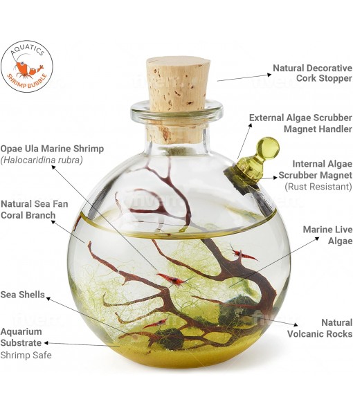 Self-Sustaining Ecosystem - Natural. Contains Live Opae Ula Shrimp