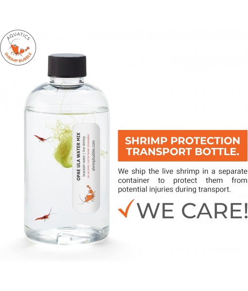 Self-Sustaining Ecosystem - Natural. Contains Live Opae Ula Shrimp