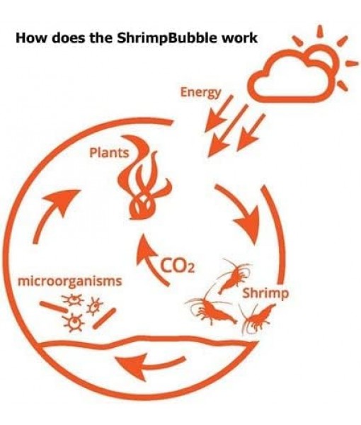 Self-Sustaining Ecosystem - Natural. Contains Live Opae Ula Shrimp