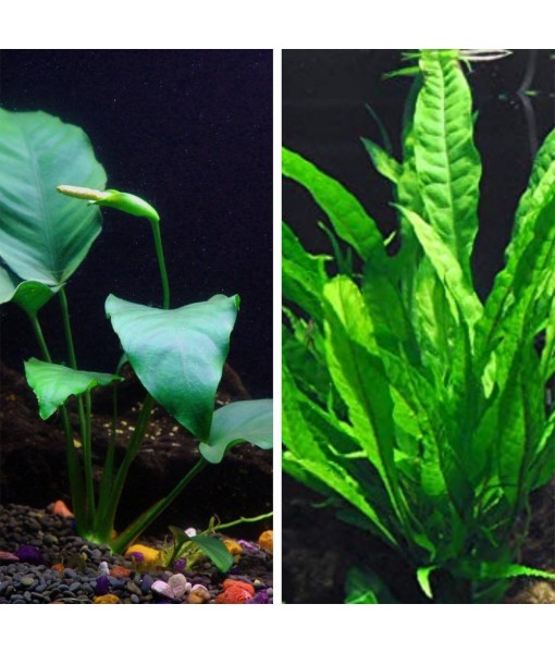Java Fern and Anubias Bundle