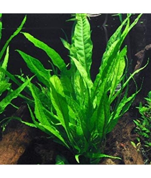 California Bundle - 25+ Stems / 6 Species Live Aquarium Plants Package
