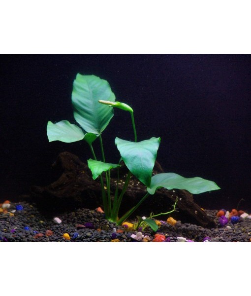 California Bundle - 25+ Stems / 6 Species Live Aquarium Plants Package