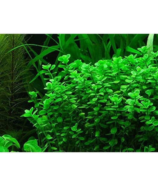 Potted Live Aquarium Plants | Freshwater Aquatic Plants for Aquariums (Moneywort)