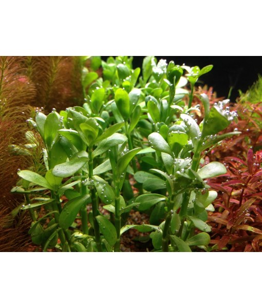 Potted Live Aquarium Plants | Freshwater Aquatic Plants for Aquariums (Moneywort)