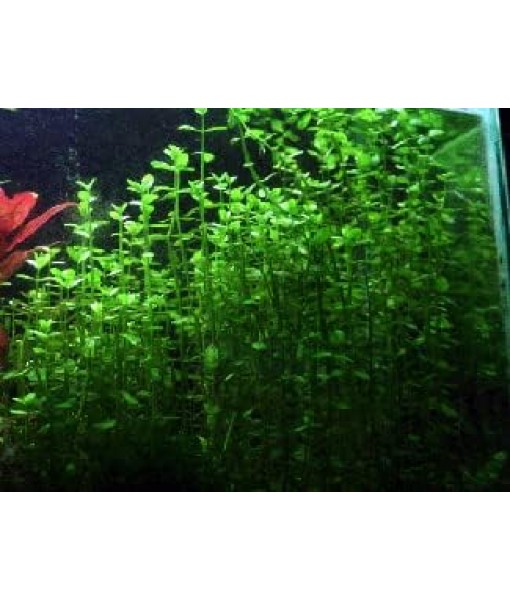Potted Live Aquarium Plants | Freshwater Aquatic Plants for Aquariums (Moneywort)