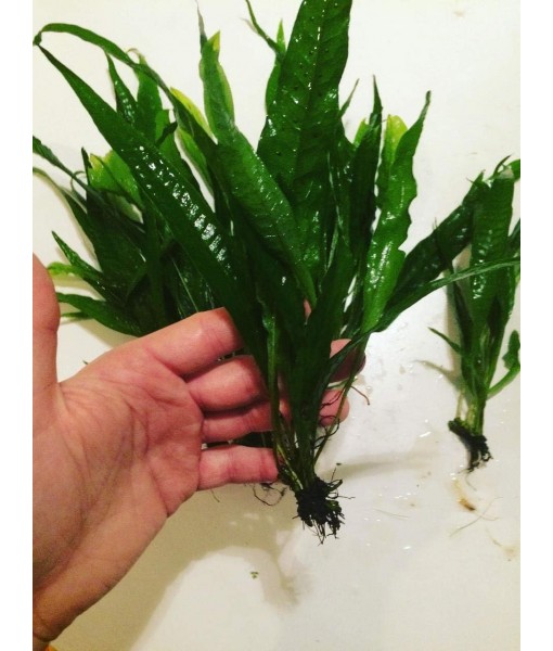 Java Fern Bare Root | Microsorum Pteropus - Low Light Freshwater Aquarium Plant