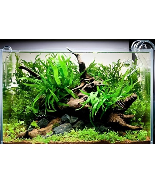Java Fern Bare Root | Microsorum Pteropus - Low Light Freshwater Aquarium Plant