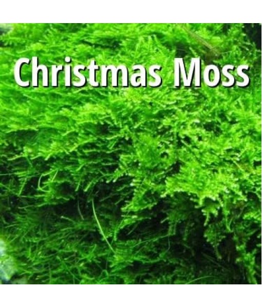 Christmas Moss Vesicularia Montagnei Live Freshwater Aquarium Plant Live Aquarium Moss Buy 2 Get 1 Extra