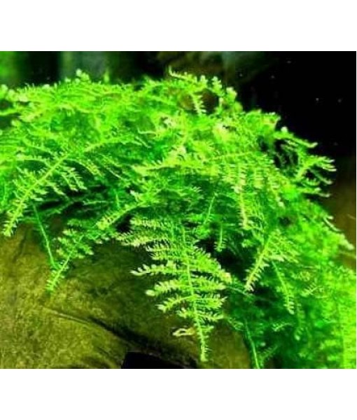Christmas Moss Vesicularia Montagnei Live Freshwater Aquarium Plant Live Aquarium Moss Buy 2 Get 1 Extra