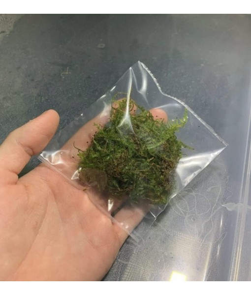 Christmas Moss Vesicularia Montagnei Live Freshwater Aquarium Plant Live Aquarium Moss Buy 2 Get 1 Extra