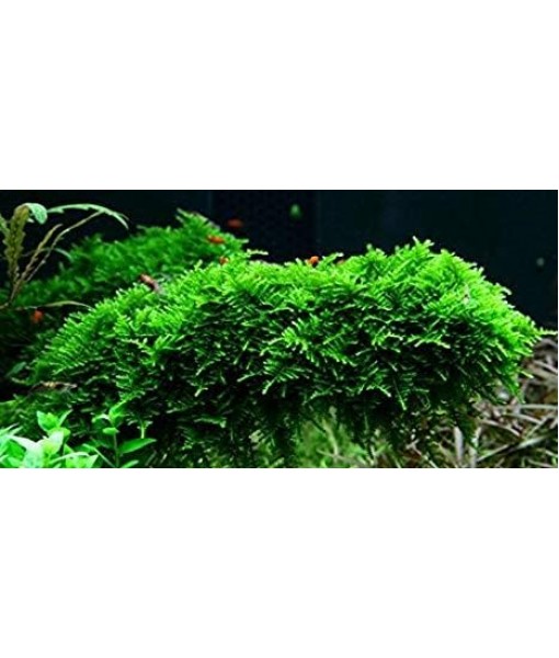 Christmas Moss Vesicularia Montagnei Live Freshwater Aquarium Plant Live Aquarium Moss Buy 2 Get 1 Extra