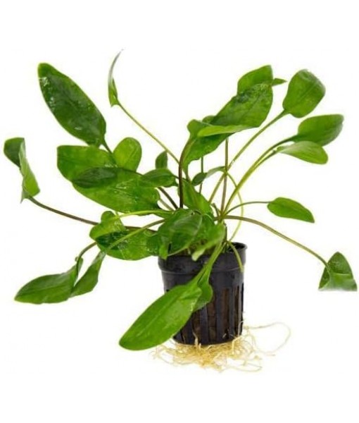 Cryptocoryne Live Aquarium Plants - Freshwater Plant for Aquariums, Planted Fish Tanks - Beginner Friendly (Willisii, 1 Pot (3-5 Plants))