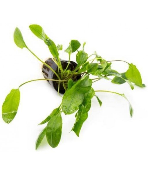 Cryptocoryne Live Aquarium Plants - Freshwater Plant for Aquariums, Planted Fish Tanks - Beginner Friendly (Willisii, 1 Pot (3-5 Plants))