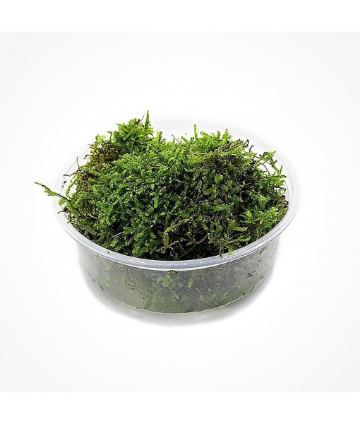 Christmas Moss Live Aquarium Plant - Freshwater Fish Tank Decorations for Natural Aquatic Décor (Large Cup)