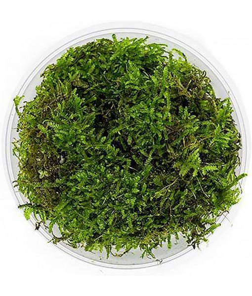 Christmas Moss Live Aquarium Plant - Freshwater Fish Tank Decorations for Natural Aquatic Décor (Large Cup)