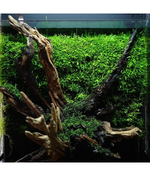 Christmas Moss Live Aquarium Plant - Freshwater Fish Tank Decorations for Natural Aquatic Décor (Large Cup)