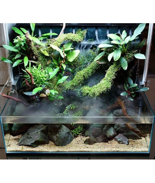 Christmas Moss Live Aquarium Plant - Freshwater Fish Tank Decorations for Natural Aquatic Décor (Large Cup)