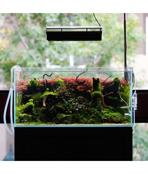 Christmas Moss Live Aquarium Plant - Freshwater Fish Tank Decorations for Natural Aquatic Décor (Large Cup)