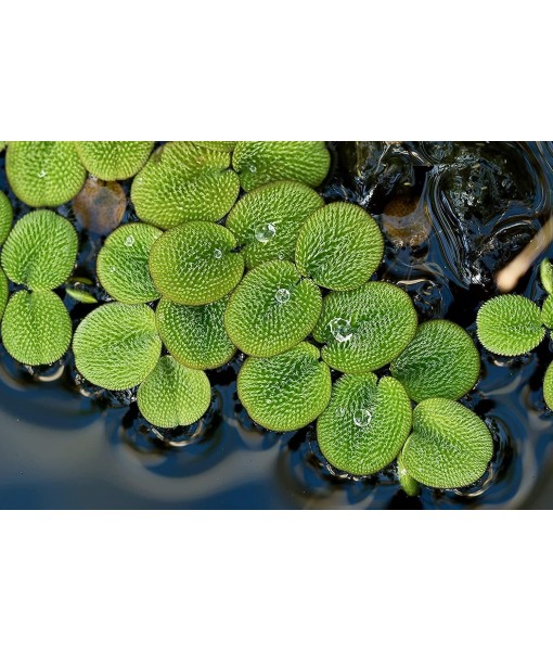 50 Water Spangles (Salvinia Minima) Live Floating Plants for Aquarium or Pond by TMDFishKeeping