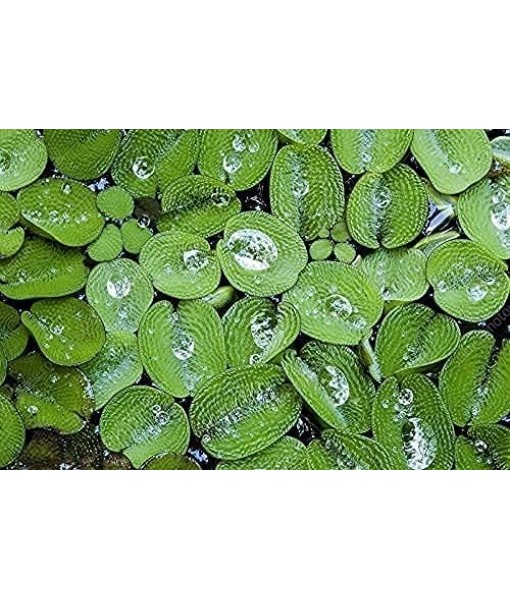 50 Water Spangles (Salvinia Minima) Live Floating Plants for Aquarium or Pond by TMDFishKeeping