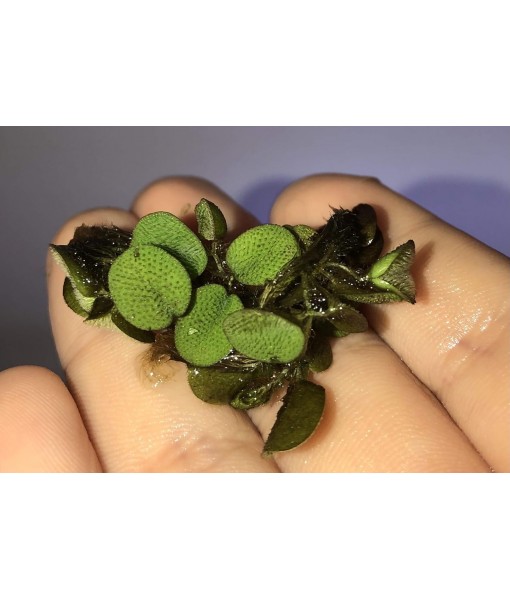 50 Water Spangles (Salvinia Minima) Live Floating Plants for Aquarium or Pond by TMDFishKeeping
