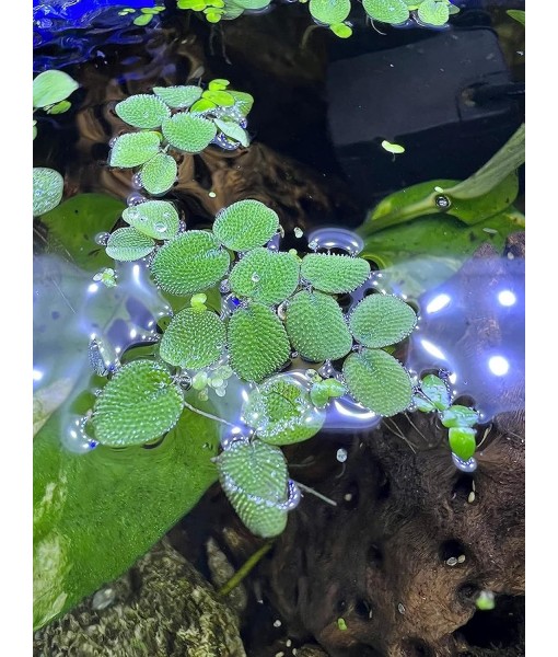 50 Water Spangles (Salvinia Minima) Live Floating Plants for Aquarium or Pond by TMDFishKeeping