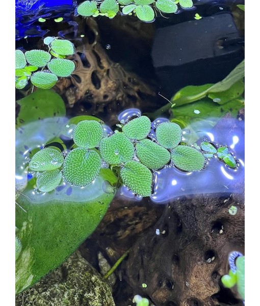 50 Water Spangles (Salvinia Minima) Live Floating Plants for Aquarium or Pond by TMDFishKeeping