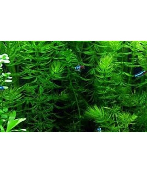 3X Oxygenating Hornwort Coontail Ceratophyllum Demersum