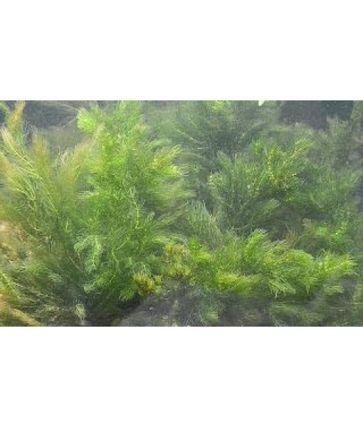 3X Oxygenating Hornwort Coontail Ceratophyllum Demersum