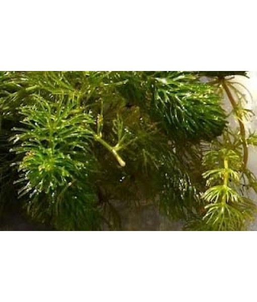 3X Oxygenating Hornwort Coontail Ceratophyllum Demersum