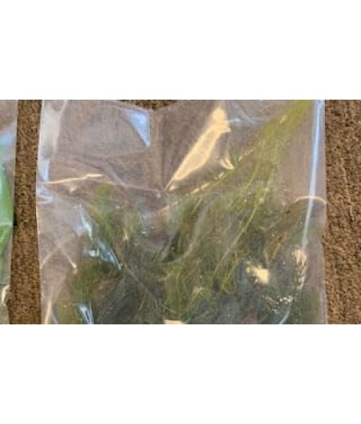 3X Oxygenating Hornwort Coontail Ceratophyllum Demersum