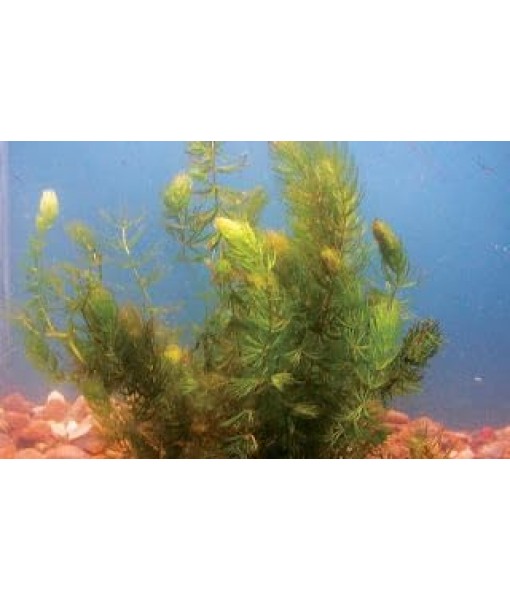 3X Oxygenating Hornwort Coontail Ceratophyllum Demersum
