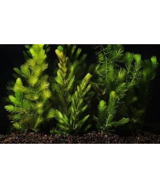 3X Oxygenating Hornwort Coontail Ceratophyllum Demersum