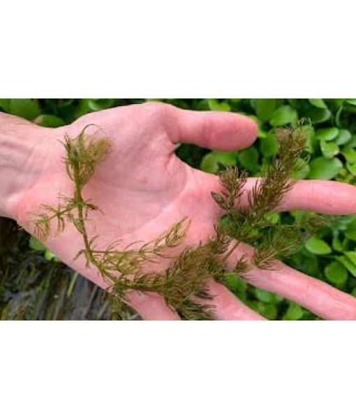 3X Oxygenating Hornwort Coontail Ceratophyllum Demersum