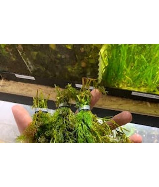 3X Oxygenating Hornwort Coontail Ceratophyllum Demersum