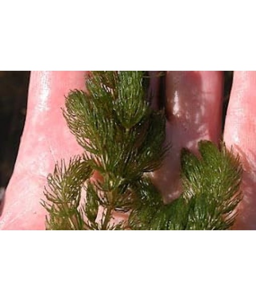 3X Oxygenating Hornwort Coontail Ceratophyllum Demersum