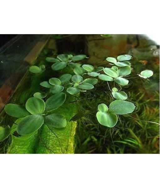12 Dwarf Water Lettuce, Pistia stratiotes, Live Aquarium/Floating/Aquatic Plant
