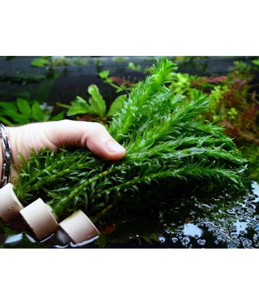 HOT! Anacharis Elodea Densa Tropical Live Aquarium Plants Aquatic Pond Bundle Stems
