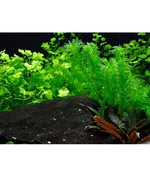 HOT! Anacharis Elodea Densa Tropical Live Aquarium Plants Aquatic Pond Bundle Stems
