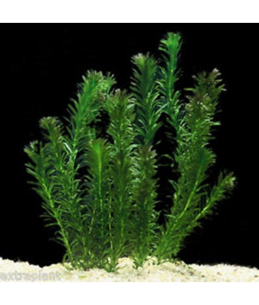 HOT! Anacharis Elodea Densa Tropical Live Aquarium Plants Aquatic Pond Bundle Stems