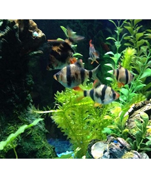 HOT! Anacharis Elodea Densa Tropical Live Aquarium Plants Aquatic Pond Bundle Stems