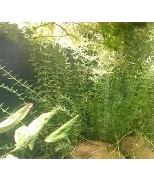 HOT! Anacharis Elodea Densa Tropical Live Aquarium Plants Aquatic Pond Bundle Stems