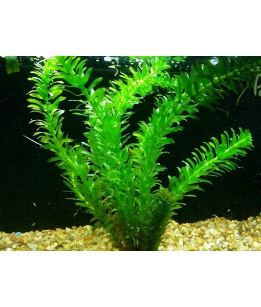 HOT! Anacharis Elodea Densa Tropical Live Aquarium Plants Aquatic Pond Bundle Stems