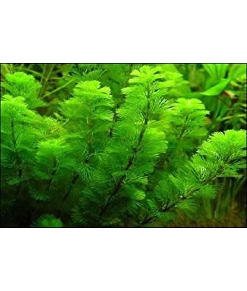 Green Cabomba Caroliniana Easy Live Aquarium Plants for Aquatic Freshwater Fish Tank BUY2GET1