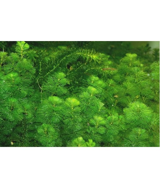 Green Cabomba Caroliniana Easy Live Aquarium Plants for Aquatic Freshwater Fish Tank BUY2GET1