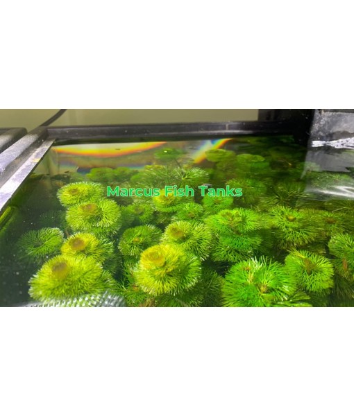 Green Cabomba Caroliniana Easy Live Aquarium Plants for Aquatic Freshwater Fish Tank BUY2GET1